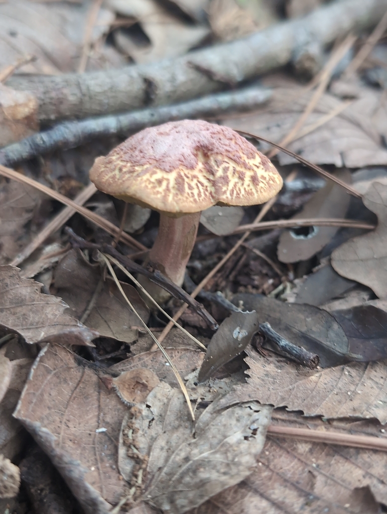 Hortiboletus rubellus · April 2026 · photo: © wendelia (iNaturalist, cc0)
