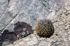 Melocactus peruvianus