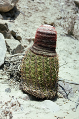 Melocactus peruvianus