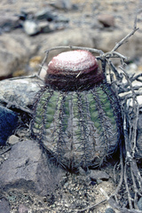 Melocactus peruvianus