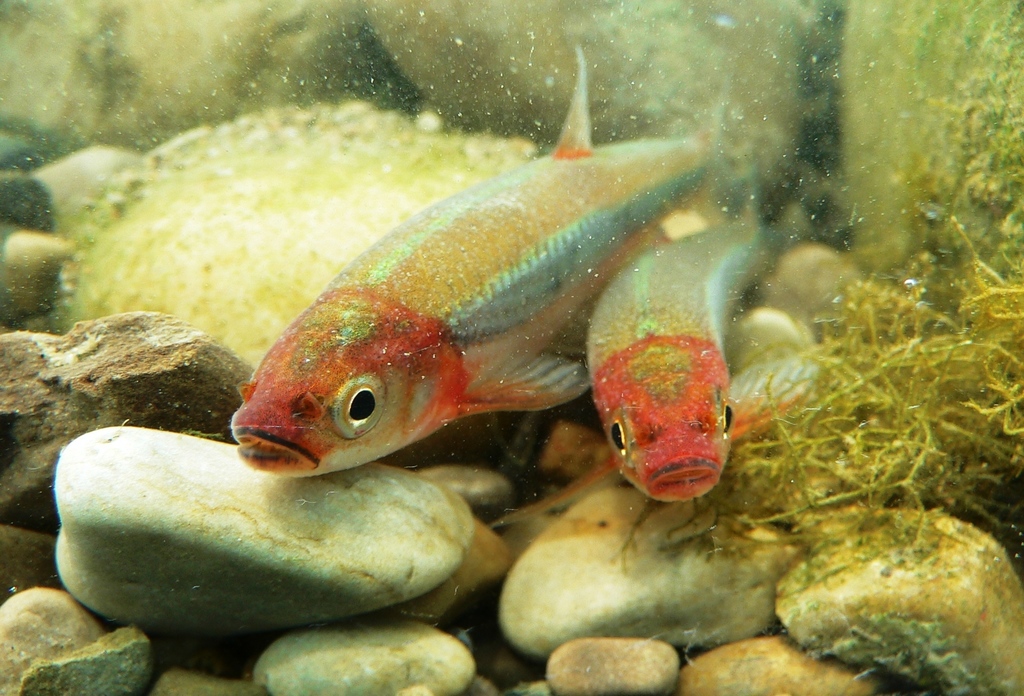 Rosyface shiner (Notropis rubellus) — Cyprinidae