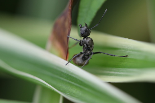 Rich Spiny Sugar ant