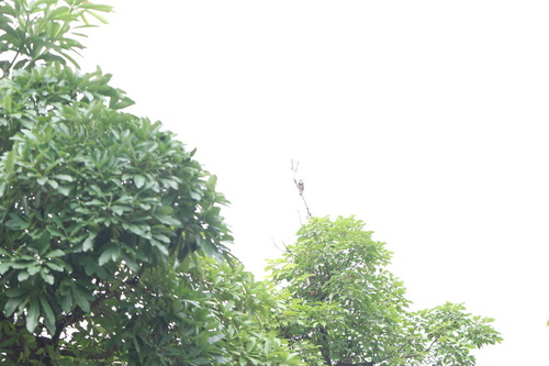 Red-billed Starling