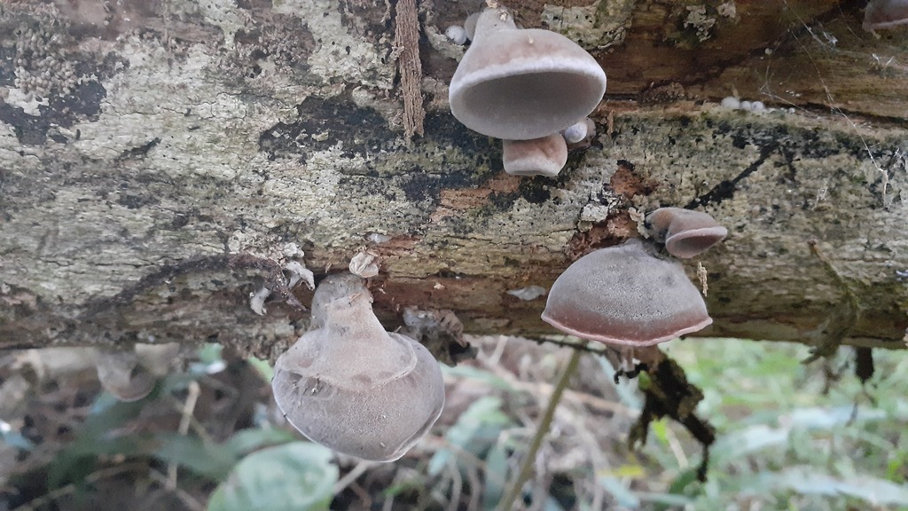 Auricularia cornea · May 2026 · photo: © aardvark04 (iNaturalist, cc0)