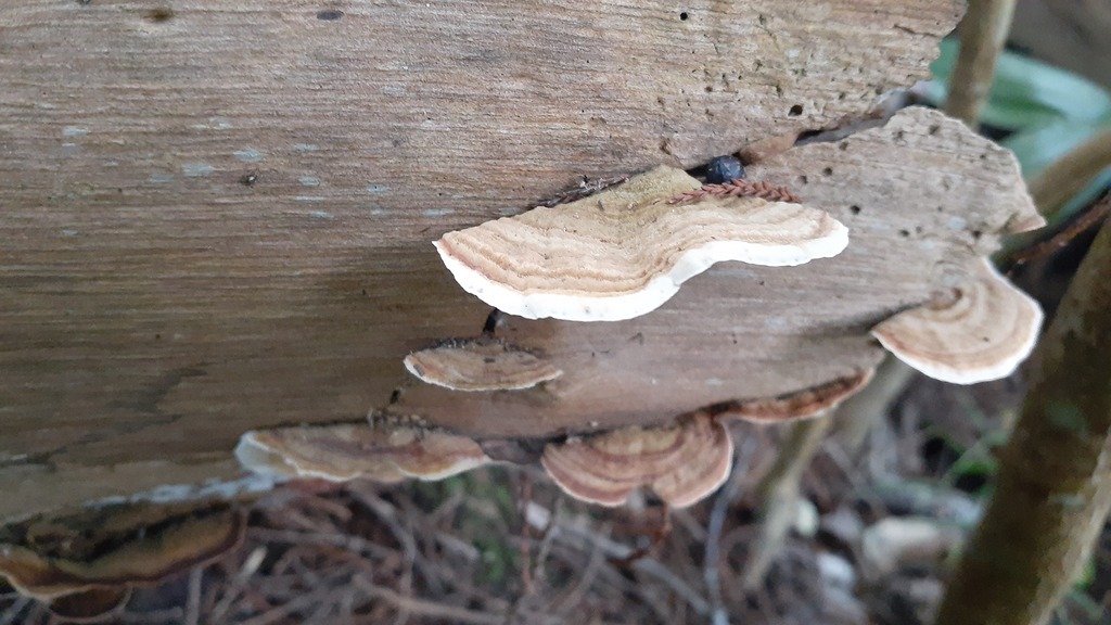 Stereum ostrea · May 2026 · photo: © aardvark04 (iNaturalist, cc0)