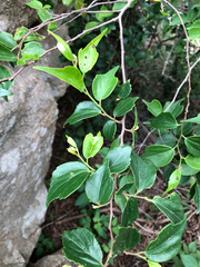 Celtis biondii