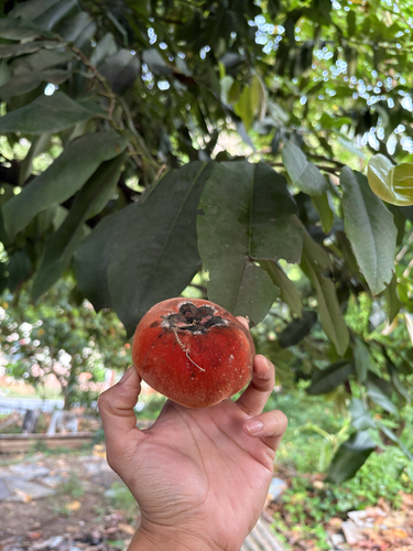 Butter Fruit