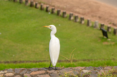 Bubulcus ibis