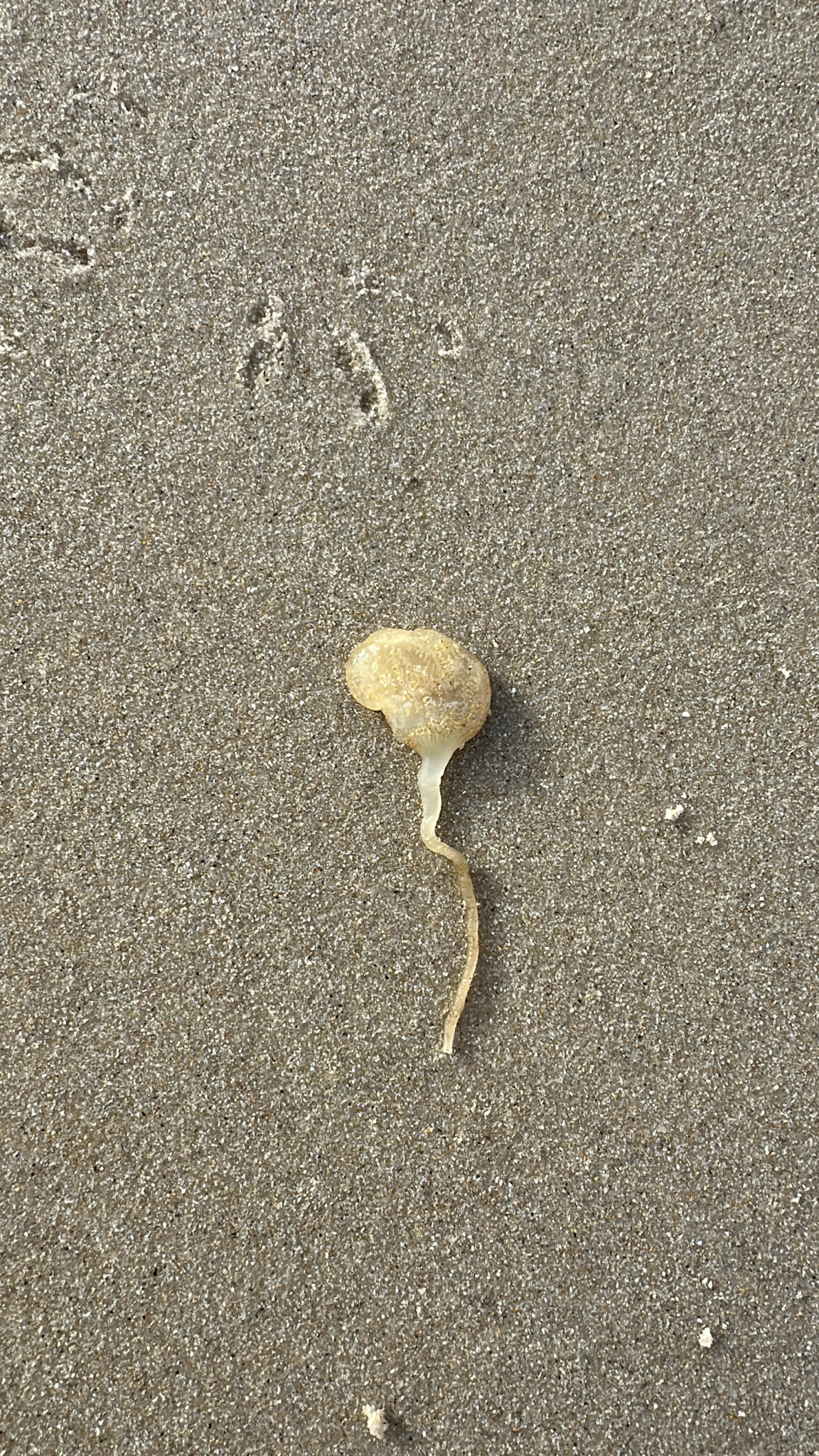 Sycozoa pulchra (Herdman, 1886)