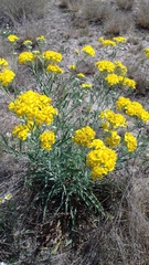 Psilostrophe gnaphalodes