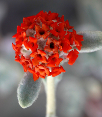 Buddleja marrubiifolia