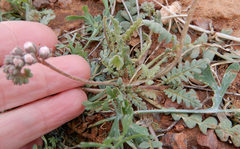 Phacelia arizonica