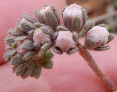 Phacelia arizonica