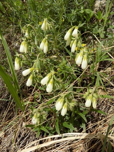 Onosma simplicissima