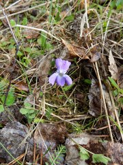 Viola hirta