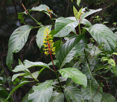 Palicourea padifolia