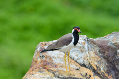 Vanellus indicus