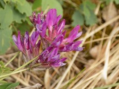 Astragalus cornutus