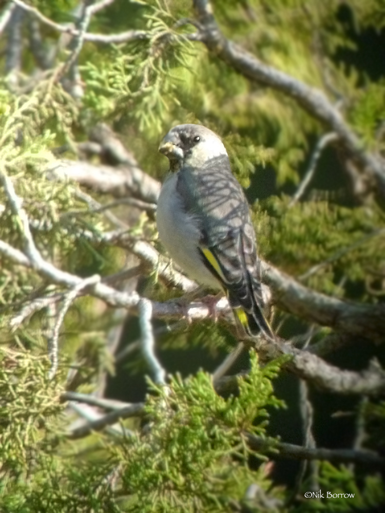 Somali Grosbeak illustration
