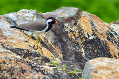 Vanellus indicus