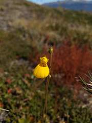 Calceolaria biflora