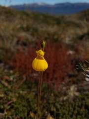 Calceolaria biflora