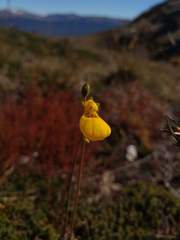 Calceolaria biflora