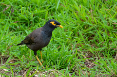 Acridotheres tristis