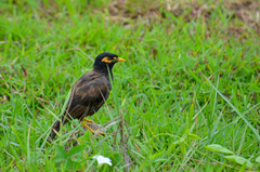 Acridotheres tristis