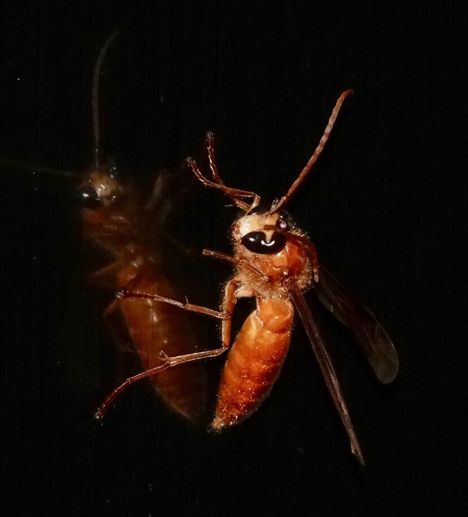 Night Hornets