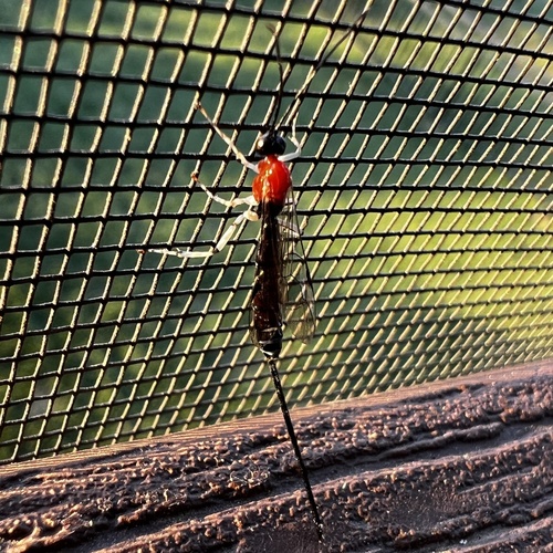Calliephialtes grapholithae observed 2026-05-04