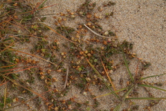 Stellaria humifusa