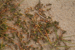 Stellaria humifusa