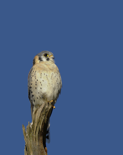 American Kestrel