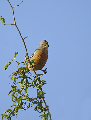 White-tipped Plantcutter