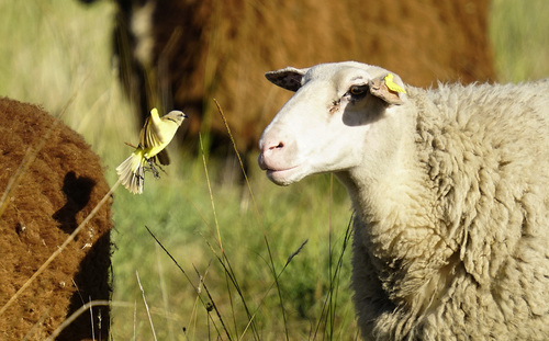 Cattle Tyrant