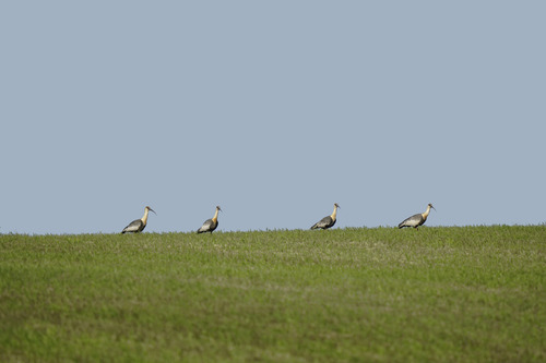 Buff-necked Ibis