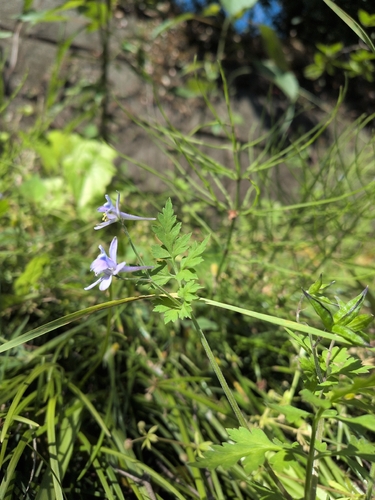 Delphinium anthriscifolium, photograph 5