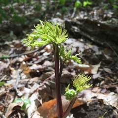 Actaea pachypoda