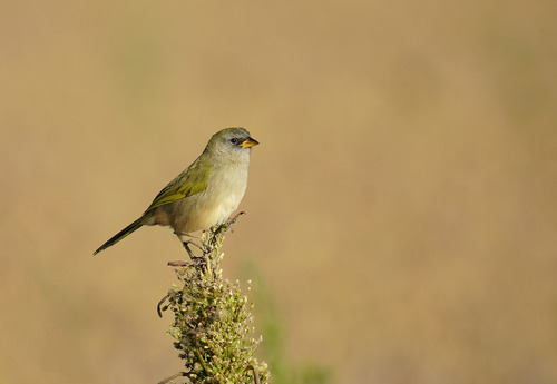 Great Pampa-Finch