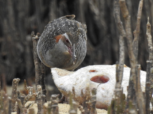 Bindenralle (Gallirallus philippensis)