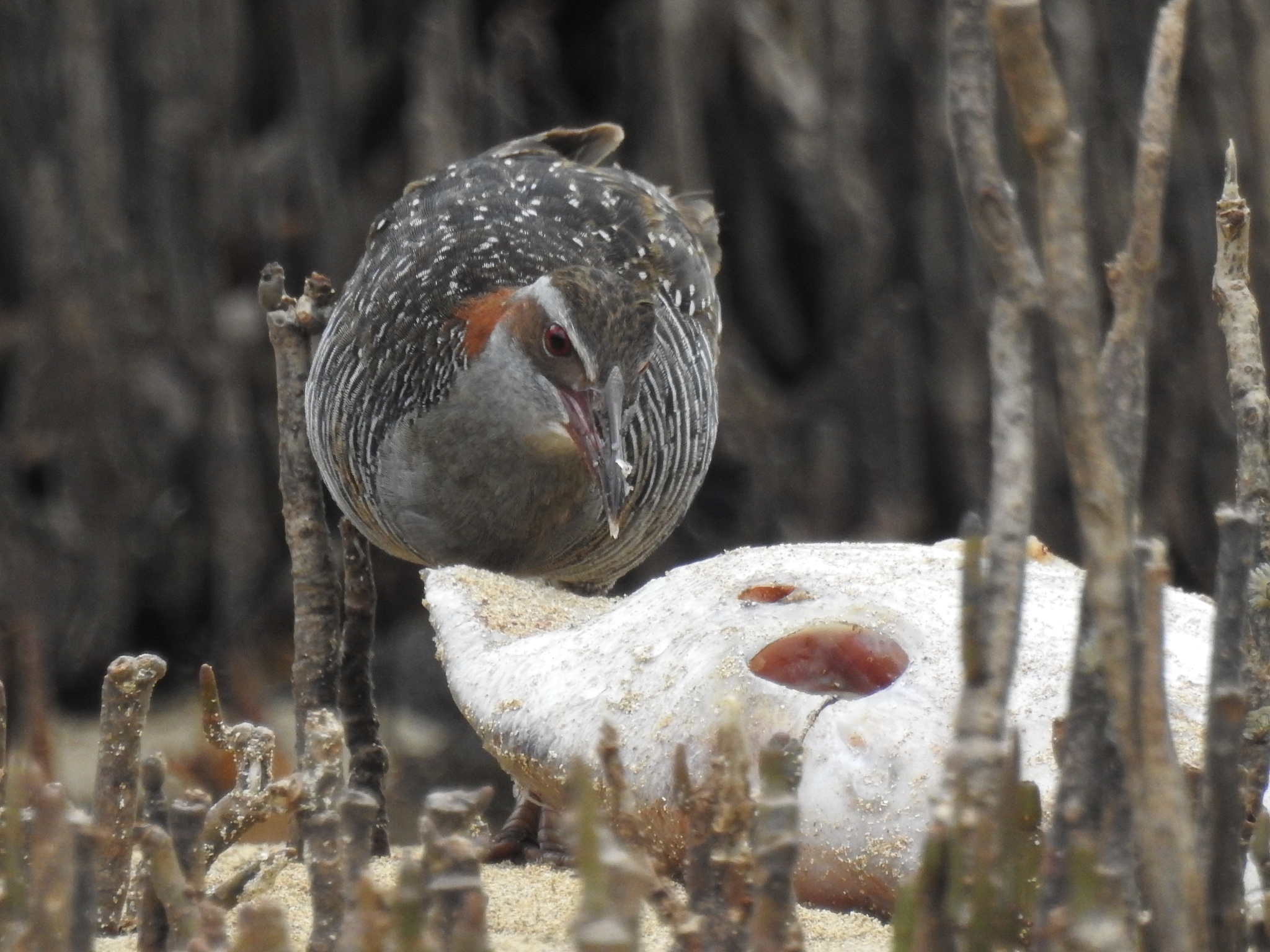 Buff-banded Rail illustration