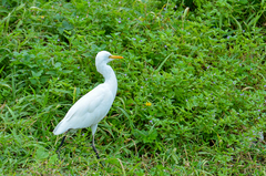 Bubulcus ibis