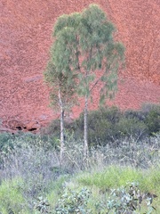 Allocasuarina decaisneana