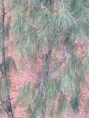 Allocasuarina decaisneana, photograph 2