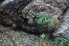 Lobivia aurea fallax