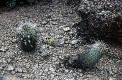 Lobivia aurea fallax