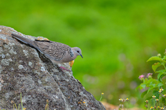 Streptopelia chinensis