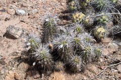 Lobivia aurea fallax