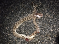 Crotalus cerastes laterorepens